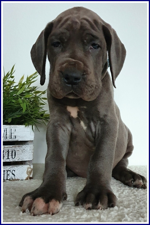 Litter Q 6 weeks